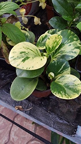 9EzTropical - Variegated Peperomia obtusifolia - Baby Rubber Plant -
