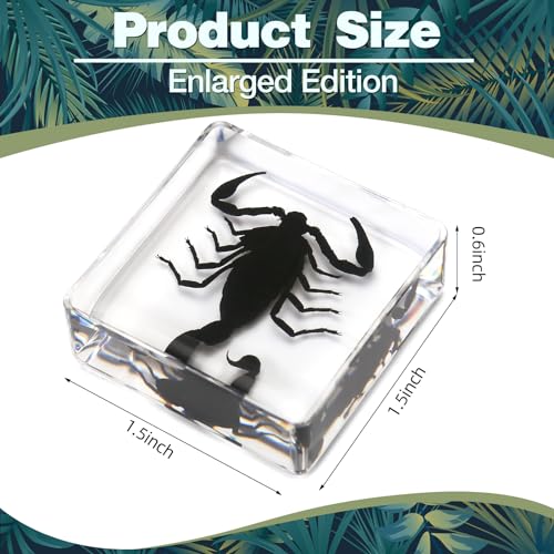 image for Hudirgo 7 Pcs Real Taxidermy Bugs - Insects in Resin for School Lab En