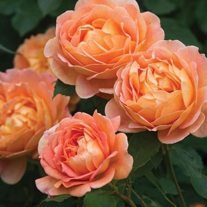 Image of Orange Rose Vine Live चढ़ाई गुलाब Climbing English Veriety Plant Creeper of May Queen (Rosa May Queen) Rose Orange Color Flower For Home Garden and Office Deco (ORANGE ROSE FLOWER PLANT)