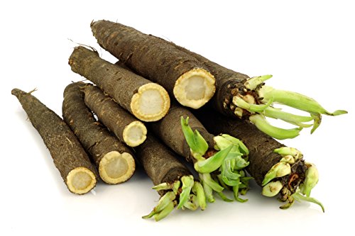Seeds Salsify Black Root Scorzonera Heirloom Vegetable for Planting Non GMO