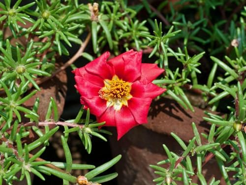 Image of live plants (PORTULACA FLOWER PLANT)