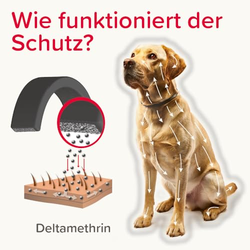 BEAPHAR - Canishield Halsband Für Große Hunde - Anhaltenden Schutz Gegen Flöhe, Zecken Und Sandmücken Für Bis Zu 6 Monate - 1 Stück