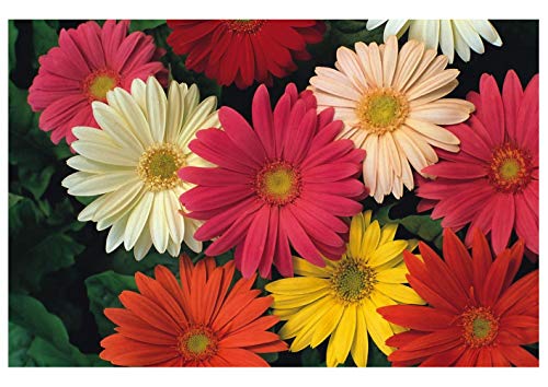 PREMIER SEEDS DIRECT - Gerbera - JAMESONII HYBRIDS Mix - 110 Seeds