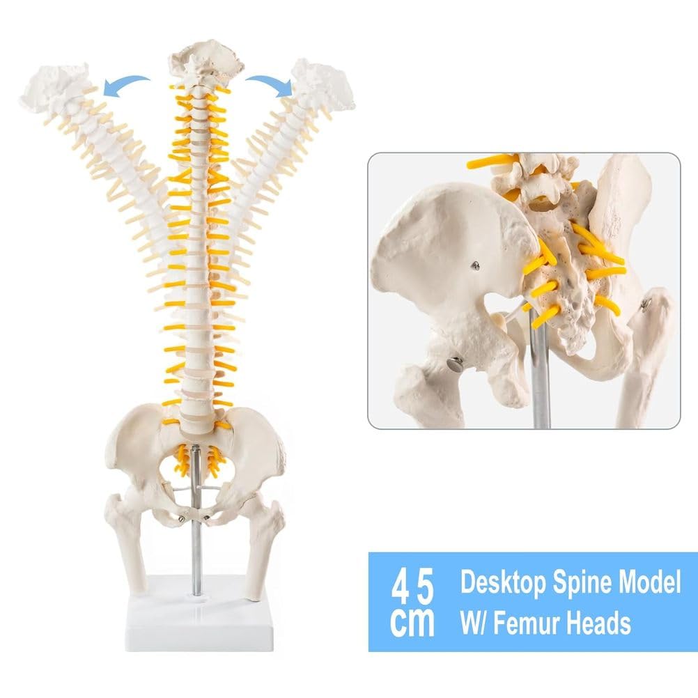 Modelo anatómico humano para educación médica, modelo de articulación trinuclear, escala 1:1 para rodilla, hombro, columna vertebral, pelvis, ideal para introducción al paciente y terapia física