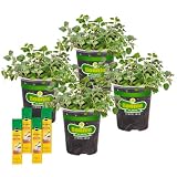 Bonnie Plants Greek Oregano, Live Plants, with Miracle-Gro Pour & Feed Singles Ready-to-Use Plant Food, 4-Pack, 19.3 oz.
