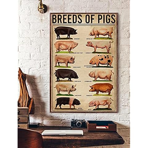 Aperiy Pig Breed Poster, Funny Pig Poster, Poster Tin Sign Metal Tin Sign Metal Sign,8x12inch Cover