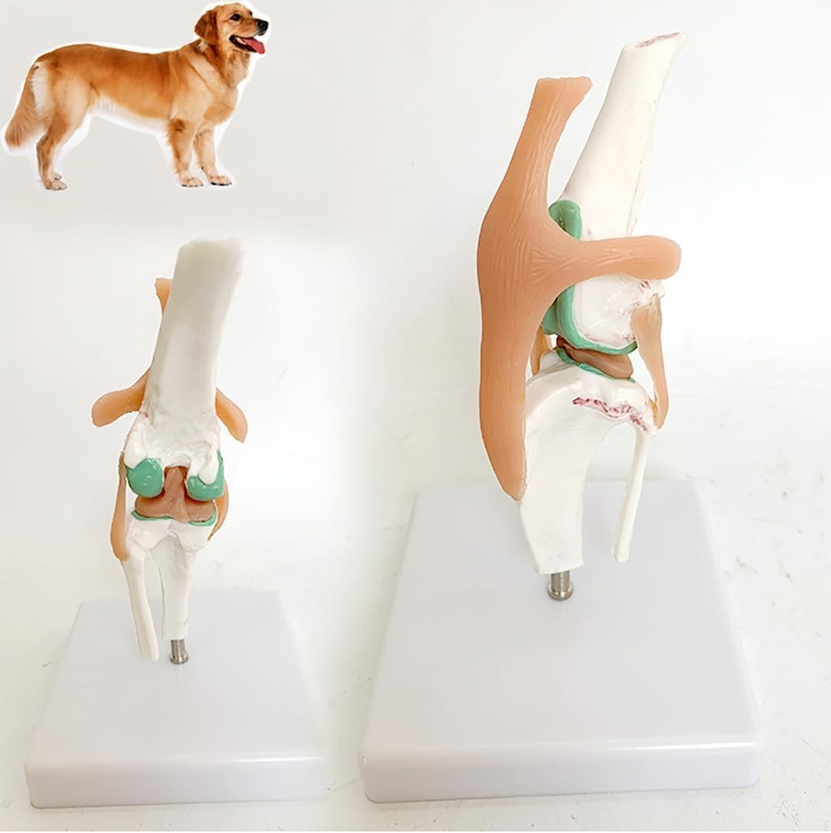 Model Anatomiczny Stawu Kolanowego Psa, Modele Anatomiczne Kolana Psa, Model Kolana Kolana Psa, Sztuczny Szkielet Stawu Psa Z PVC W Naturalnym Rozmiarze Dla Nauczania Weterynaryjnego I Kliniki Dla