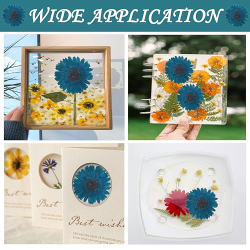 Flores secas prensadas girasoles azules grandes para manualidades miniatura 4