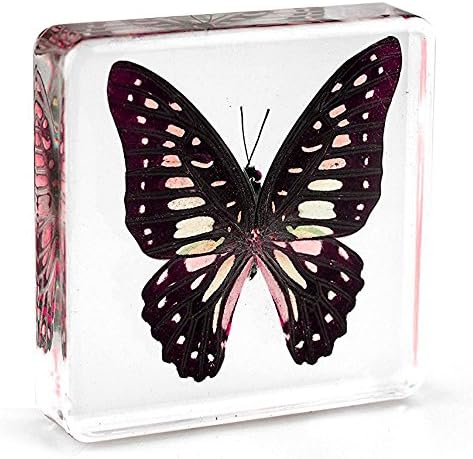 Graphium doson Butterfly Paperweight Specimen Paperweight for Science Education for book for office for desk(3" x 3" x 0.6")