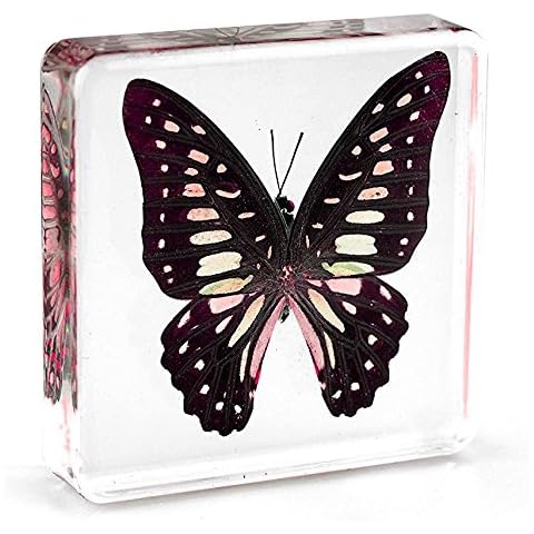 Graphium doson Butterfly Paperweight Specimen Paperweight for Science Education for book for office for desk(3" x 3" x 0.6") Cover