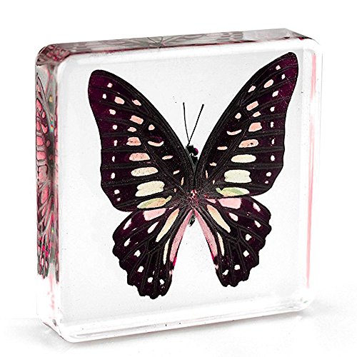 Amazingbug 1300 Graphium Doson Butterfly Paperweight Specimen Paperweight cover