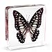 Graphium doson Butterfly Paperweight Specimen Paperweight for Science Education for book for office for desk(3" x 3" x 0.6")