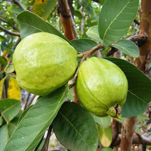 Image of Natura GreenHouse 1 Live L 49 Guava /Lucknow 49 Guava Amrud Plant hybrid all seasons Height 1.5-2 FT (L 49 Guava)