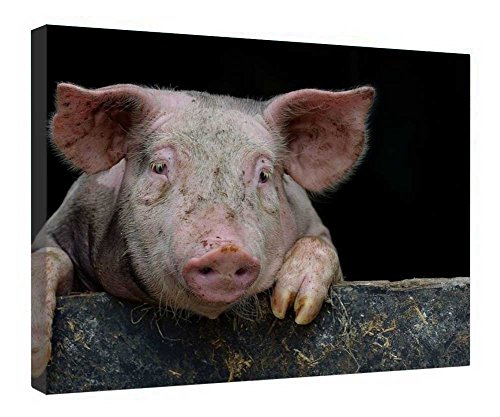 Tableau d'art cochon impression sur toile premium et châssis bois véritable