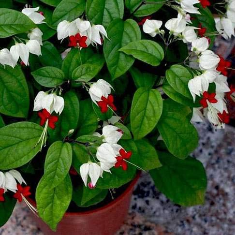 vatikalive Bleeding Heart Vine, Clerodendrum thomsoniae - Plant with Pot (B08ZYWZLFK) Amazon Price History, Amazon Price Tracker