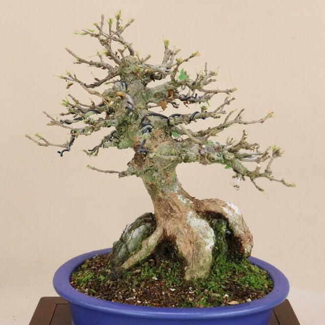 樹高10㎝ 斜幹模様樹 宮様カエデ 楓 小品 盆栽 真柏 黒松 五葉松 紅葉