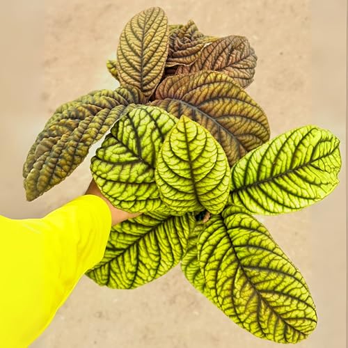 Live Ardisia Cool Fire Plant – 4” Ardisia crenata Indoor