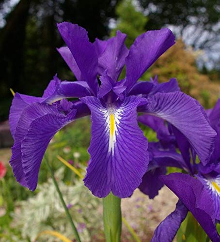 Portal Cool Iris latifolia (blu) e Iris germanica Bearded Seeds (giallo) Hardy perenni