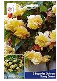 3 Bulbes de Bégonias Parfumés Odorata Sunny Dream