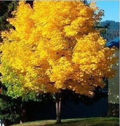 HOO PRODUCTS - 50seeds yellow maple tree live seed Home Garden Norway maple gold tree seeds good bonsai