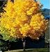 HOO PRODUCTS - 50seeds yellow maple tree live seed Home Garden Norway maple gold tree seeds good bonsai