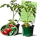 Better Boy Tomato Plant– Two (2) Live Plants – Not Seeds –Each 5" to 7" Tall- In 3.5 Inch Pots