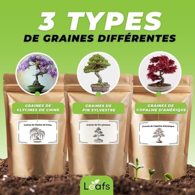 Kit Bonsai Plantation Coffret Cadeau Original Homme Femme Graines Glysines Pin Copalme Plantes Intérieur Extérieur