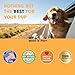 Natural Yeast Infection Treatment for Dogs - Helps to Support Itching Relief, Allergy Relief, Inflammation Relief & More - Itch Relief for Dogs - Dog Ear Infection Treatment - Dog Itch Relief - 1 oz