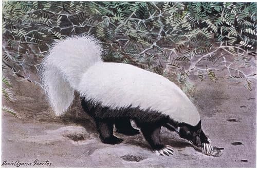 Affiche impression prints toile peinture murale Hog Nosed Skunk Louis Agassiz Fuertes 60x90cm