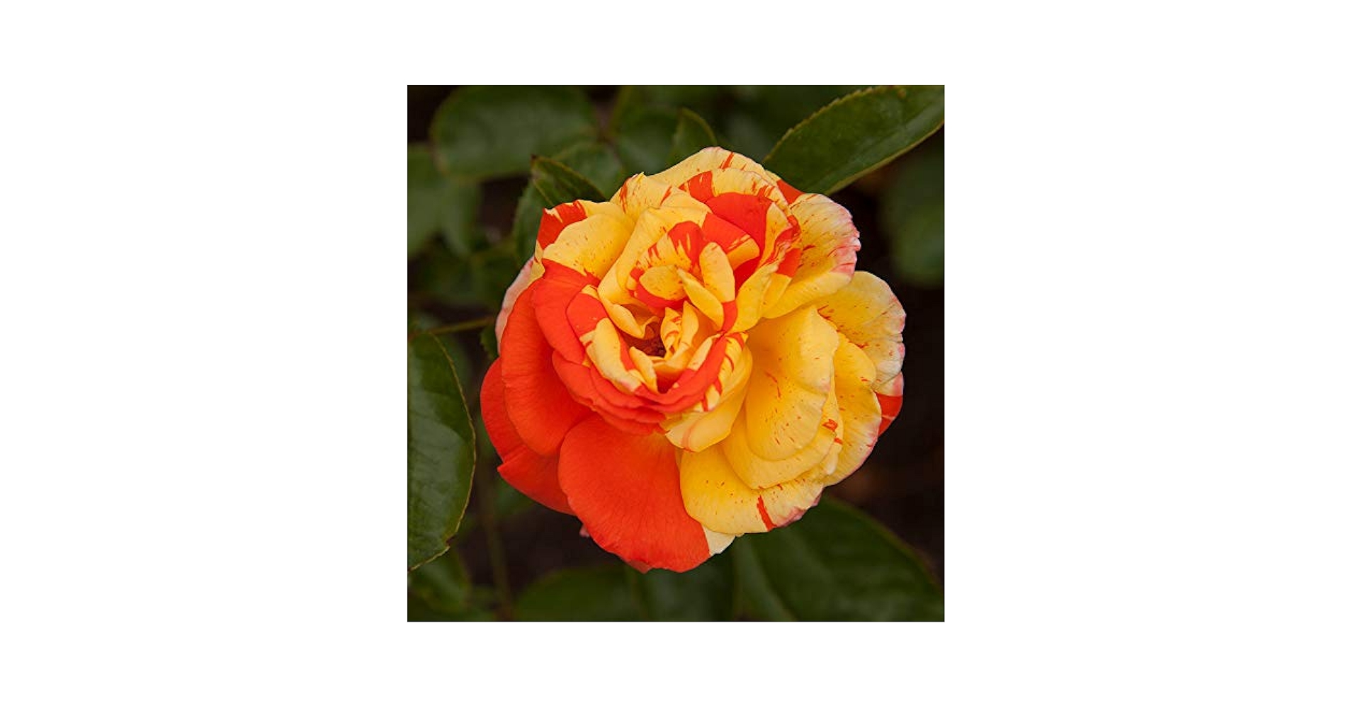 ローズファミリー SEVEN 7 SISTERS PINK ROSE BUSH HEIRLOOM CLIMBING RAMBLER