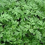 Semillas de ajenjo, ajenjo Semillas 100 piezas de humedad demanda Disminuya la inflamación Cultivos Semillas Yard Ajenjo para la jardinería Ideal regalo al aire libre