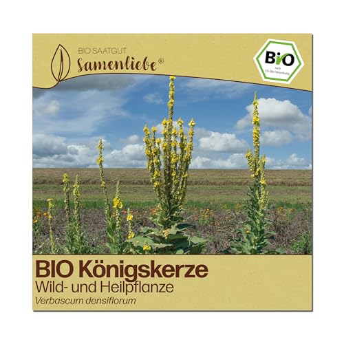 Samenliebe BIO Königskerze Samen | Heilpflanze & Wildblume - großblütig & winterhart - samenfestes BIO Saatgut