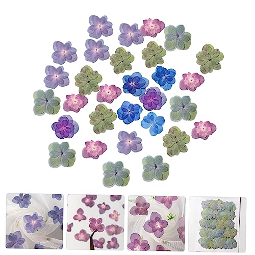 Flores secas prensadas para manualidades Levemolo 30 pcs miniatura 7
