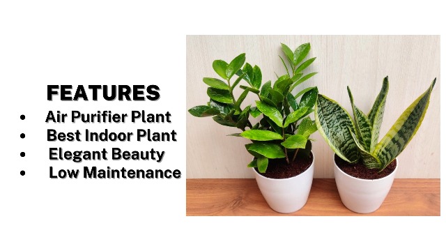 CAPPL Snake Plant (Sansevieria) & ZZ Plant, Pot Included with (2