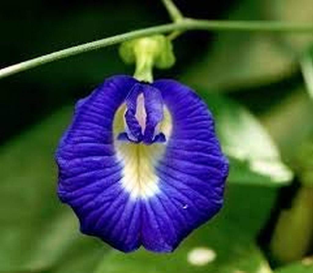 Creative Farmer Aparajita 3 Month Old Sapling Plant, Asian Pigeonwings, Blue Pea, (Clitoria Ternatea) (B08Q8JKJGB) Amazon Price History, Amazon Price Tracker