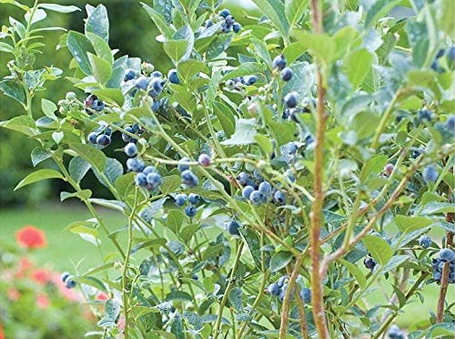 EdensField Tropical Fruit Live Plant - Dwarf Rare Bush Blueberry Fruit 1 Healthy Plant New (B09L6TFRHP) Amazon Price History, Amazon Price Tracker