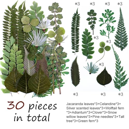 30 hojas prensadas secas para manualidades Surakey miniatura 2