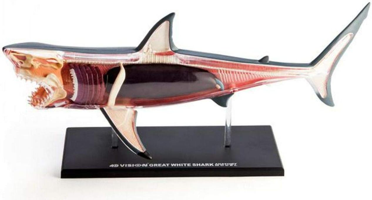 4D Vision Great White Shark Anatomy Model