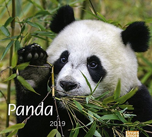 Preisvergleich Produktbild times&more Panda Bildkalender - Kalender 2019
