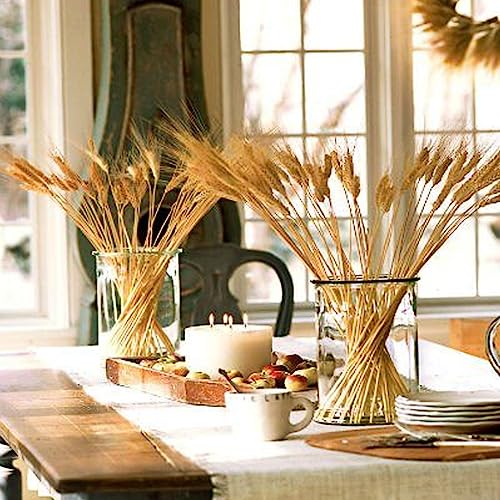 300 tallos secos de trigo para decoración 16 pulgadas miniatura 6