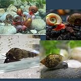 Freshwater Snails Live Combo Pack, Ramshorn...