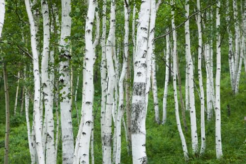 Paper Birch Seedlings for Planting - Betula papyrifera - Stunning White Bark (3 Seedlings)