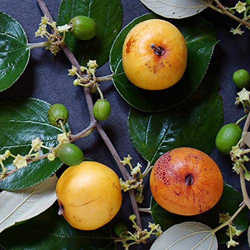 Mphmi Plants Indian Jujubee plant Gola - Fruit Plants & Tree Outdoor Living Indoor Plants (B091821B66) Amazon Price History, Amazon Price Tracker