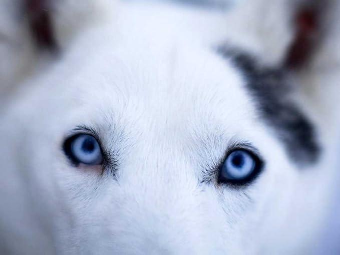 The most beautiful dog eyes Art Print on Canvas (60x80 CM, unframed