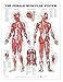 The Female Muscular System Anatomical Chart (9781587795657)