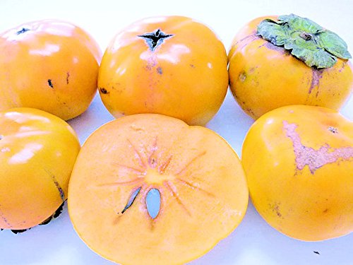 IBcɂ̏ȔS y󂠂zJbƔY` 2.3kg