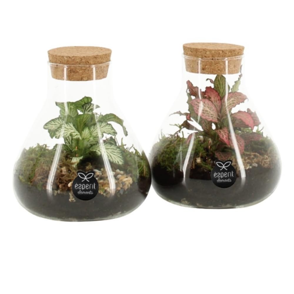 Pack de 2 Terrario Cristal con Plantas. Terrarium Un jardín con ecosistema Cerrado autonomo. Medida 14 x 10 cm. Vida eterna en Tus Manos. Segura Garden.
