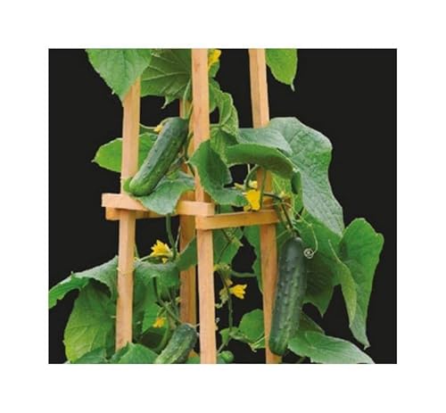 Pcs - 12x Concombre Patio Snacker F1 Légumes Plantes - Graines K472 - Seeds & Plants Shop by Ipsa