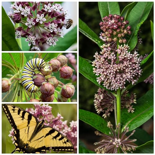 Image of Seed Needs Pink Common Milkweed Seeds for Monarch Butterflies 1 Pack