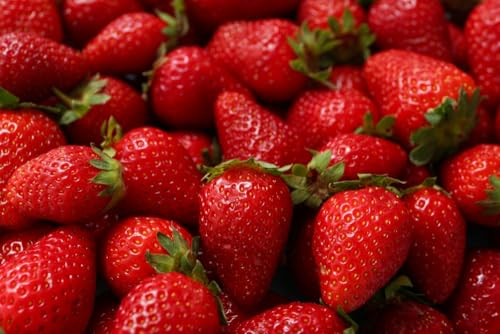 Ozark Beauty Strawberry Plants for Growing - Everbearing, Grow Your
